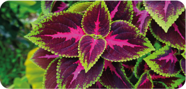 Forskolin 1