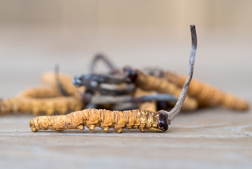 Cordyceps sinensis – blahodárná houba pro podporu celého těla