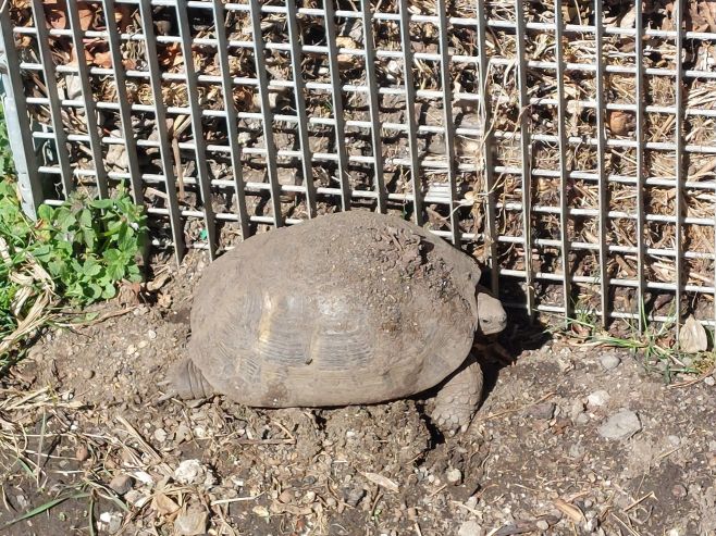 Letos měla Jůlie spoždění :)