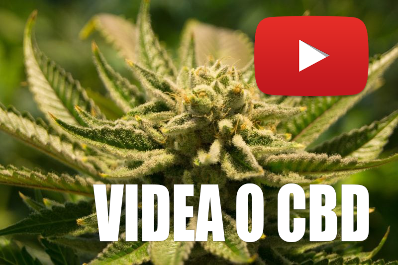5 nekomerčních YouTube videí o CBD