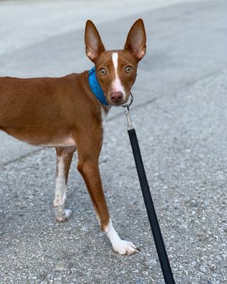 Whut??? This collar is from Grace Emily Shop? 😂 Our blind baby Maya fashioning ❤️ #graceemilyshop #dogwear #collar...