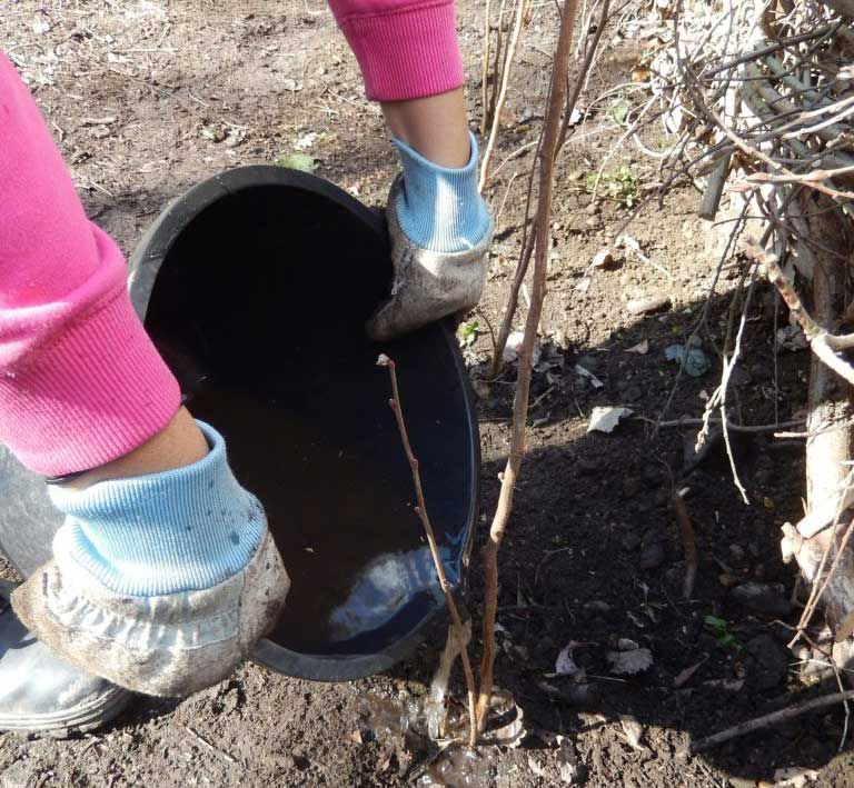 Cum să plantezi gardul viu de alun - Ghid pas cu pas pentru o grădină de succes