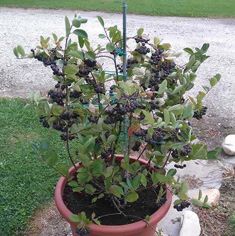 Aronia – Recenzii, Beneficii, Rețete și Sfaturi de Plantare de la Cultivatori
