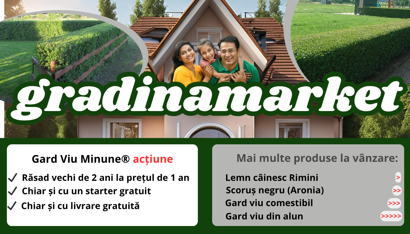 Imagini cu gard viu pentru alegerea gardului viu