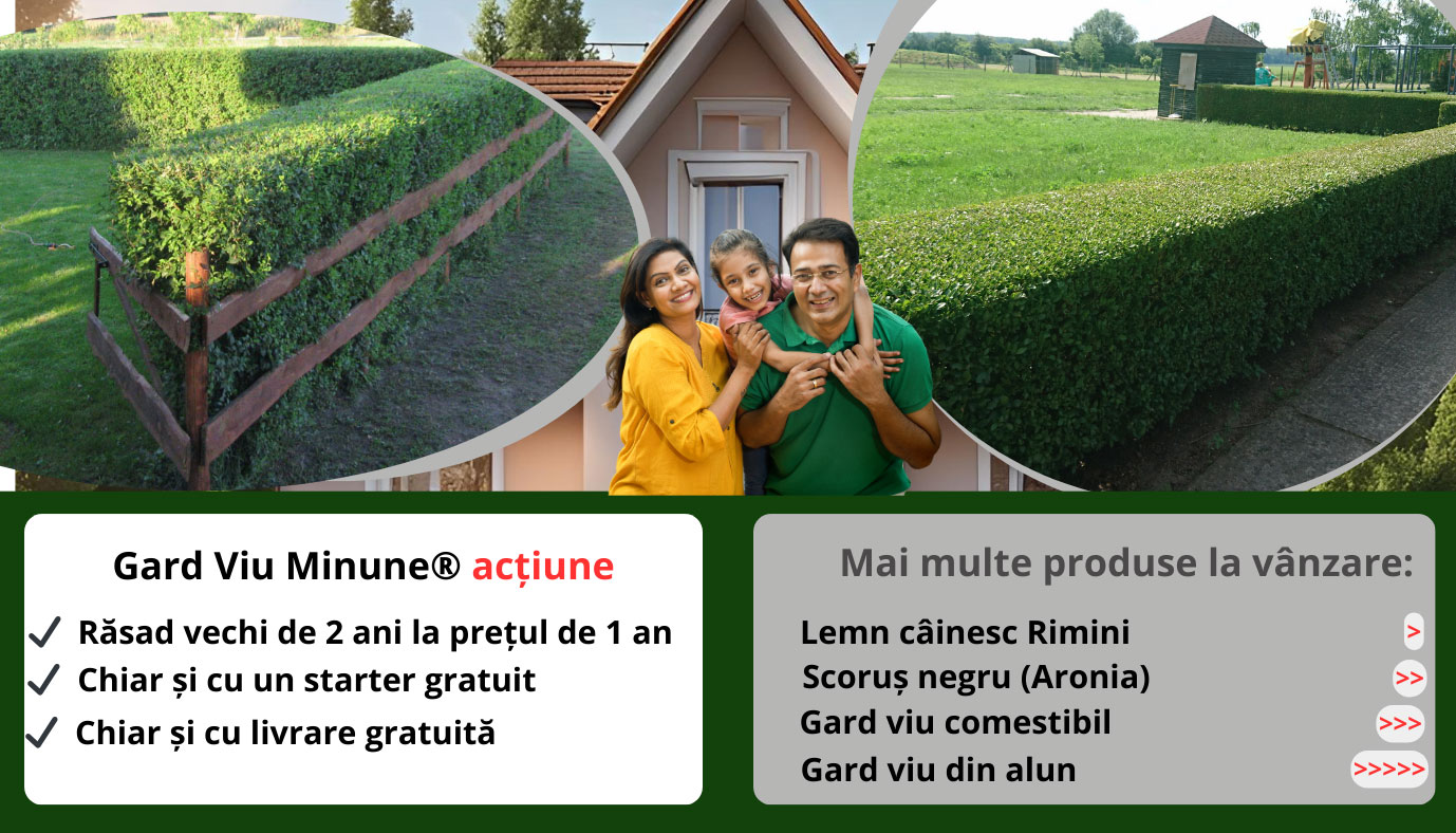 Imagini cu gard viu pentru alegerea gardului viu