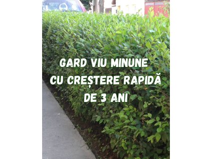 Gard Viu Minune cu creștere rapidă de 3 ani