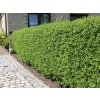 RIMINI Ligustrum semipersistent - Pachet de 25 de bucăți de 2 ani
