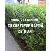 Gard Viu Minune cu creștere rapidă de 3 ani