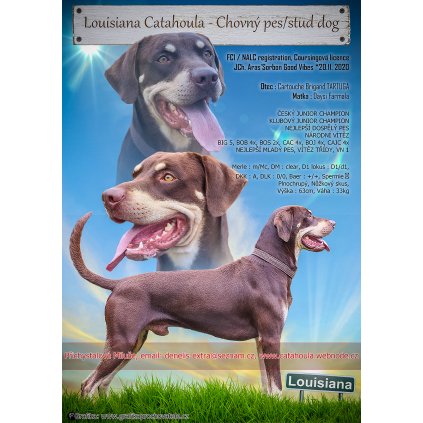 SORBON Nabídka krytí chovatelská grafika krycí pes Catahoula, Louisianský leopardí pes leták