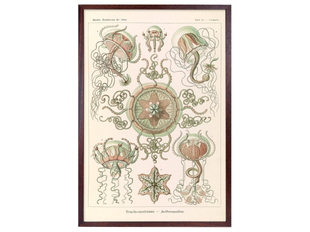 Reprodukce HAECKEL rám 40x60 6
