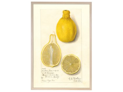 Reprodukce rám citrusy 40x60 ram natur