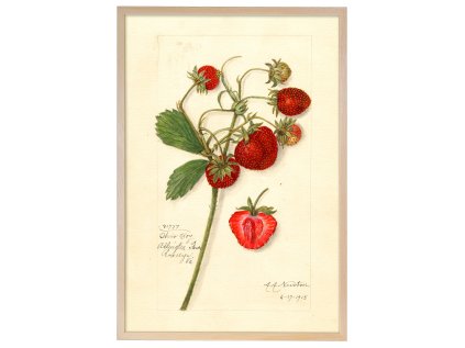 Reprodukce Jahody rám 40x60 6