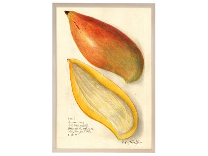 Reprodukce rám mango 40x60 1