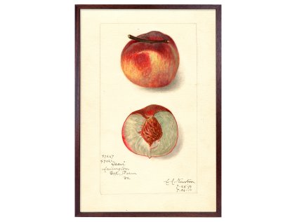 Reprodukce rám broskev 40x60 3