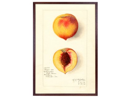 Reprodukce rám broskev 40x60 5