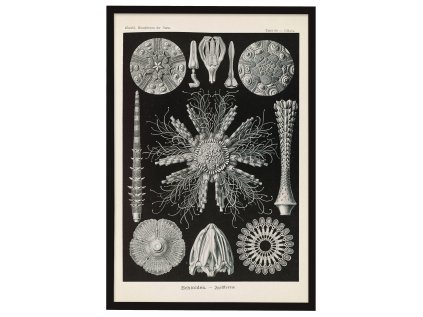 Reprodukce HAECKEL rám 40x60 černý 5