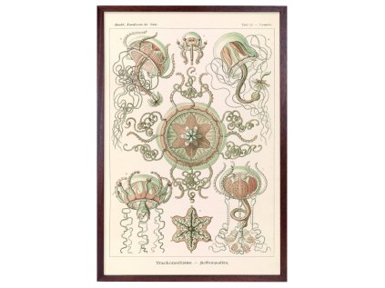 Reprodukce HAECKEL rám 40x60 6