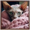 Plakat 60X60 Kanadsky B Sphynx RAM HNEDY