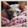 Plakat 60X60 Kanadsky B Sphynx RAM NATUR