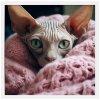 Plakat 60X60 Kanadsky B Sphynx RAM BILY