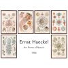 reprodukce Ernst Haeckel 1