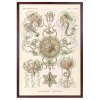 Reprodukce HAECKEL rám 40x60 6
