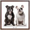 Plakát buldok lary fary 60X60 CM RAM hnedy