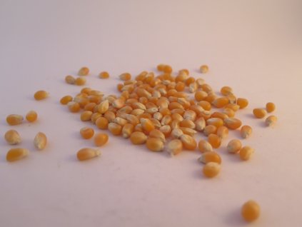 Popcorn kukuřice BIO