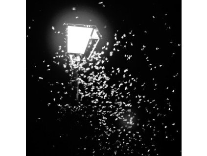 Mothboy / Amantra ‎– The Lives Of Every Person Driving The Same Highway