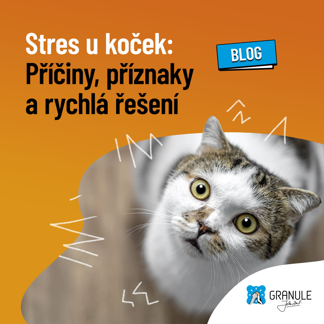 Stres u koček: Nejčastější příčiny, příznaky a rychlá řešení
