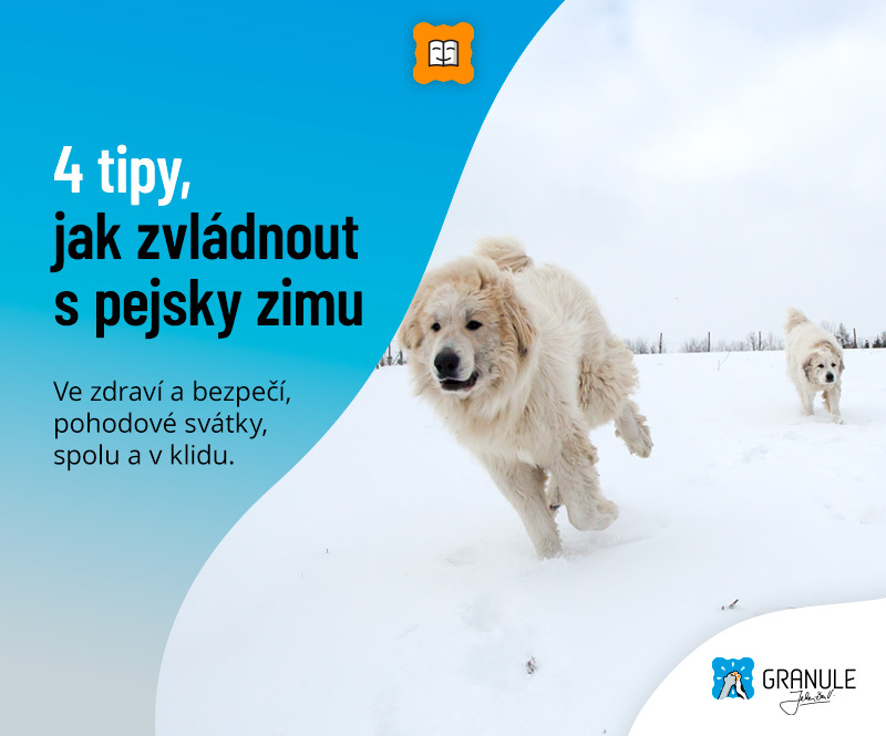 4 tipy, jak zvládnout s pejsky zimu. Vánoce se psem v klidu a bez stresu.