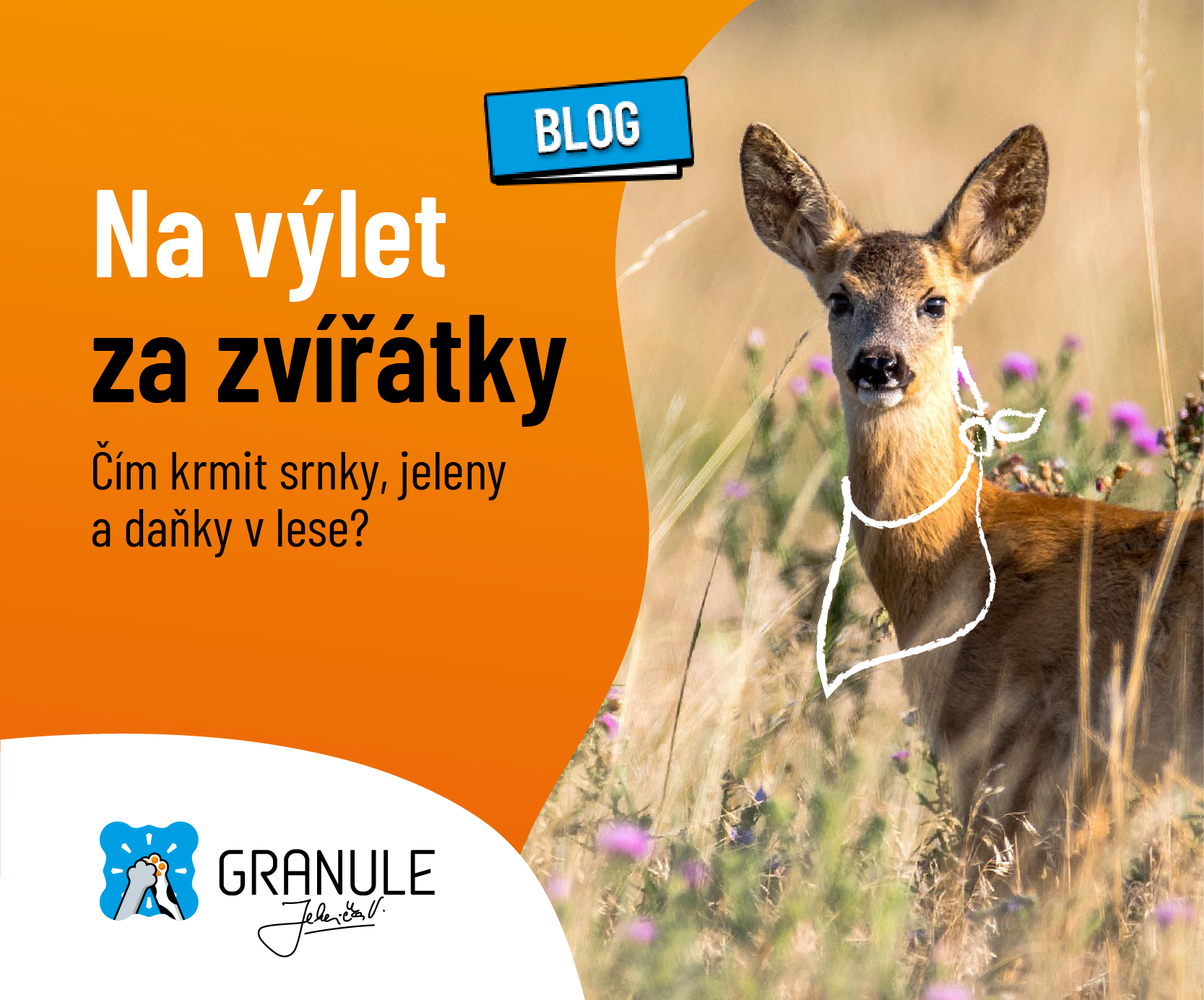 Na výlet za zvířátky: Čím krmit srnky, jeleny, daňky v lese a neublížit jim?