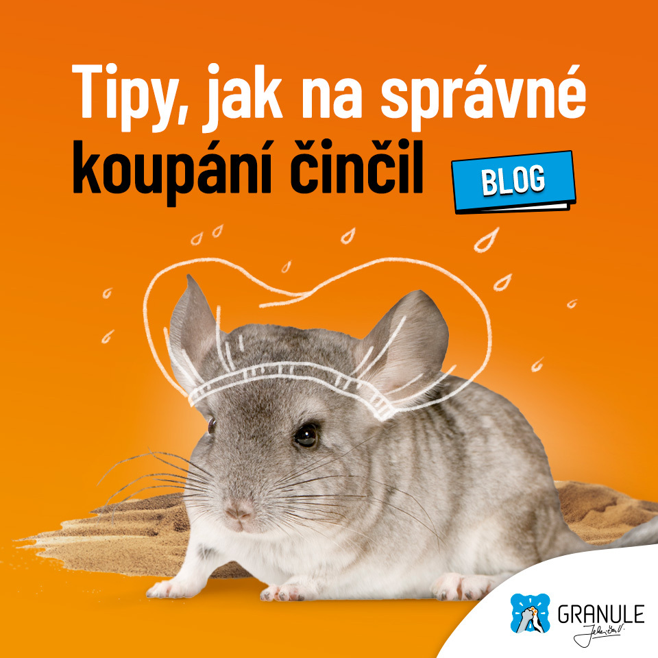 Tipy, jak na správné koupání činčil