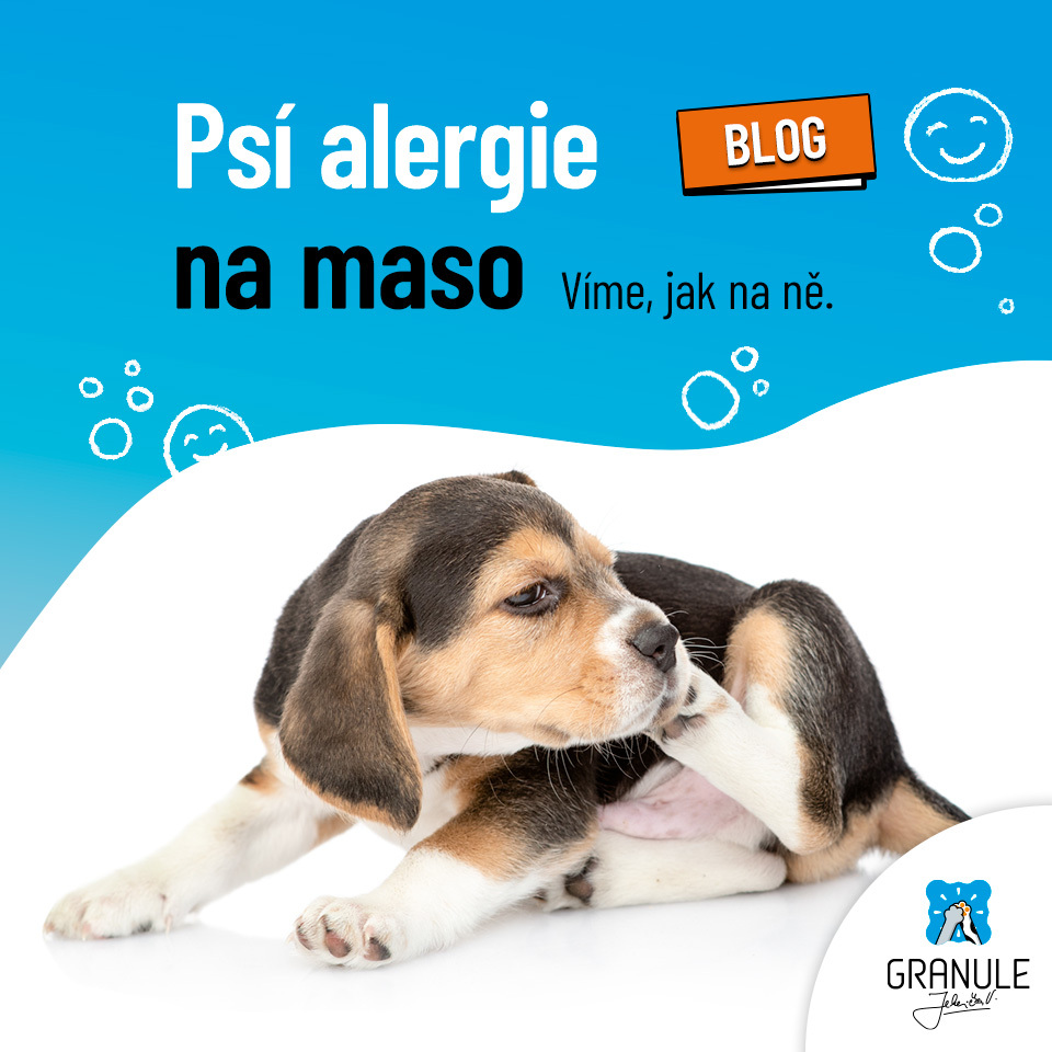 Má pes alergii na kuřecí maso či jinou složku krmiva? Víme, co s tím!