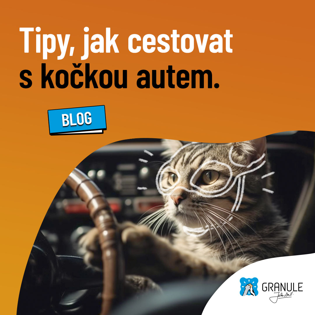 Cestování se zvířaty: Tipy, jak cestovat s kočkou autem nejen do zahraničí