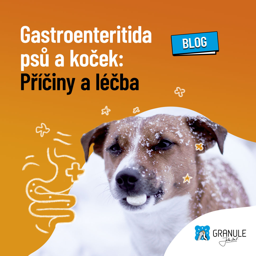 Gastroenteritida u psů a koček: Příčiny a správná léčba