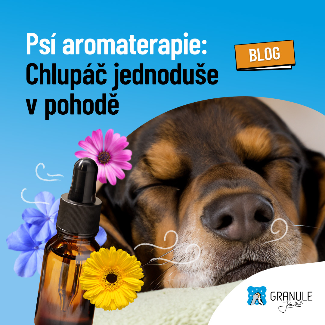 Aromaterapie pro psy: Jak hodit chlupáče do pohody bezpečně a účinně?