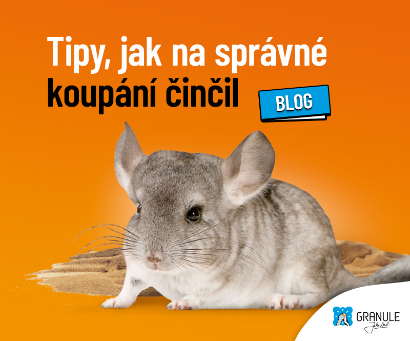 Tipy, jak na správné koupání činčil