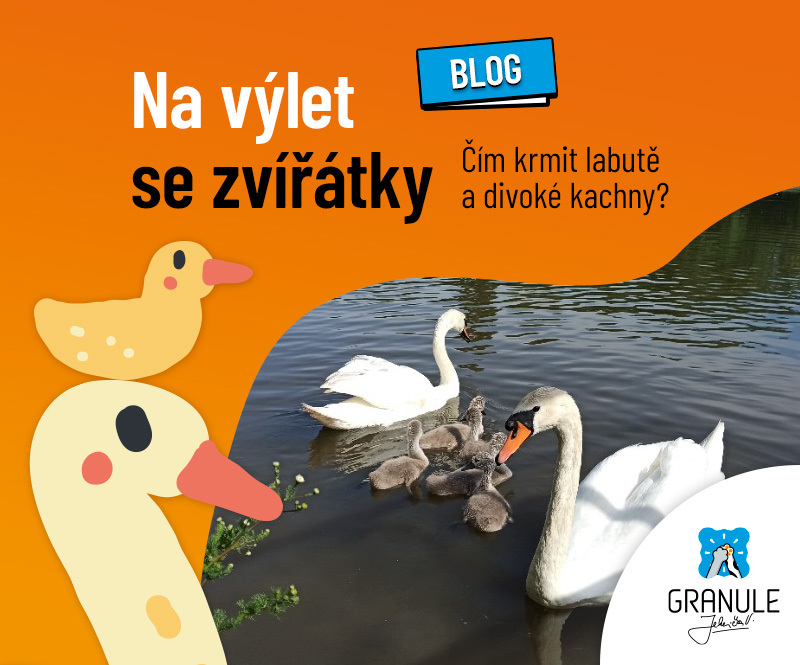 Na výlet za zvířátky: Čím krmit labutě a divoké kachny a neublížit jim?