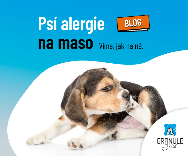Má pes alergii na kuřecí maso či jinou složku krmiva? Víme, co s tím!