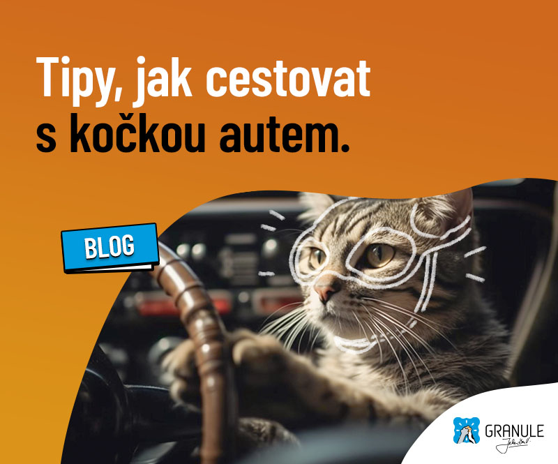 Cestování: Jak cestovat s kočkou autem
