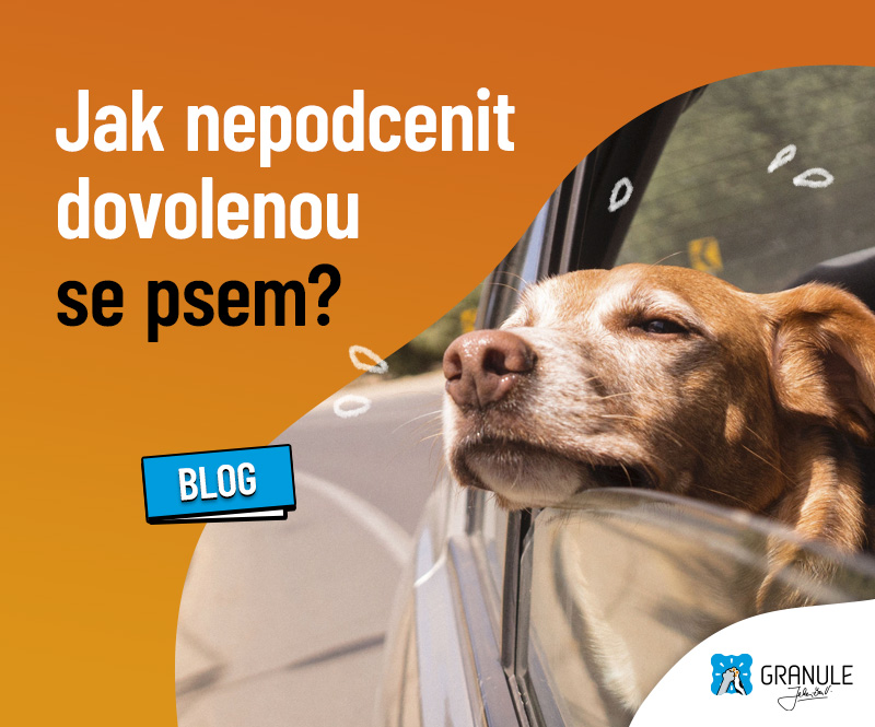 Cestování se zvířaty: Jak nepodcenit dovolenou se psem?