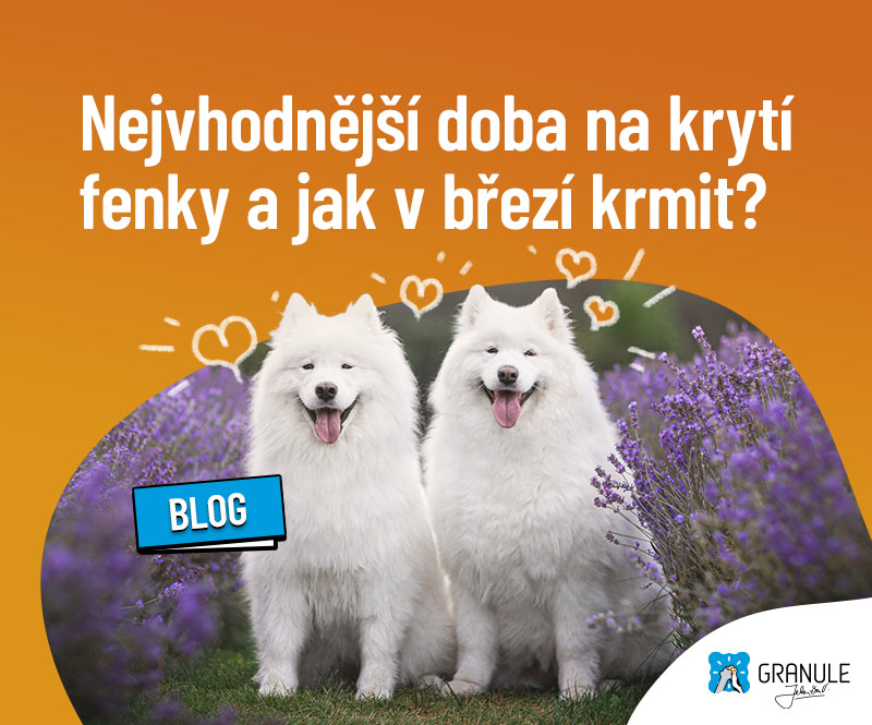 Kdy je nejvhodnější doba ke krytí feny a jak krmit březí fenku?