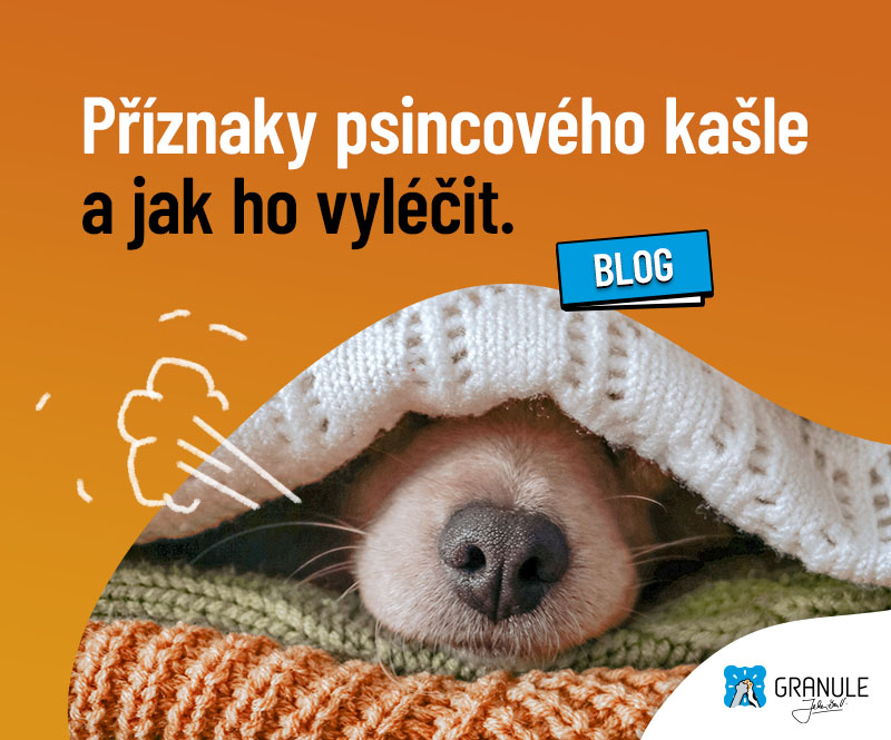 Jaké jsou příznaky psincového kašle a jak ho vyléčit?