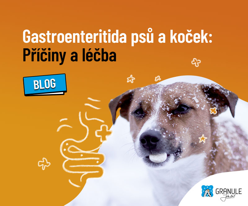 Gastroenteritida u psů a koček: Příčiny a správná léčba