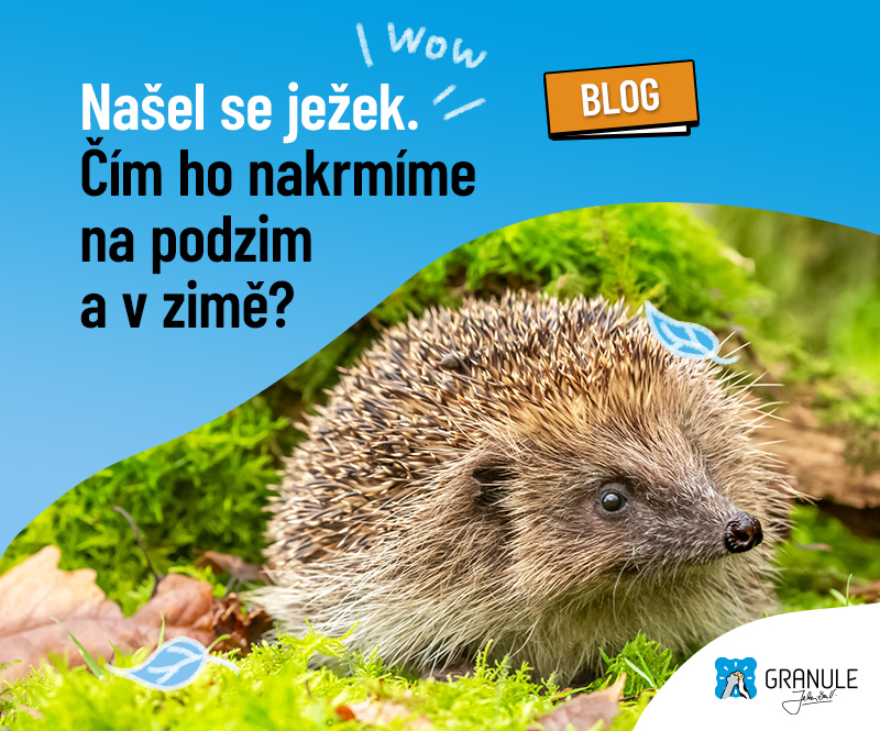 Co dělat, když najdu ježka na podzim či v zimě a čím ho krmit?
