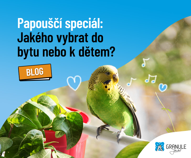 Jakého papouška vybrat do bytu nebo k dětem? Povinná četba pro začátečníky
