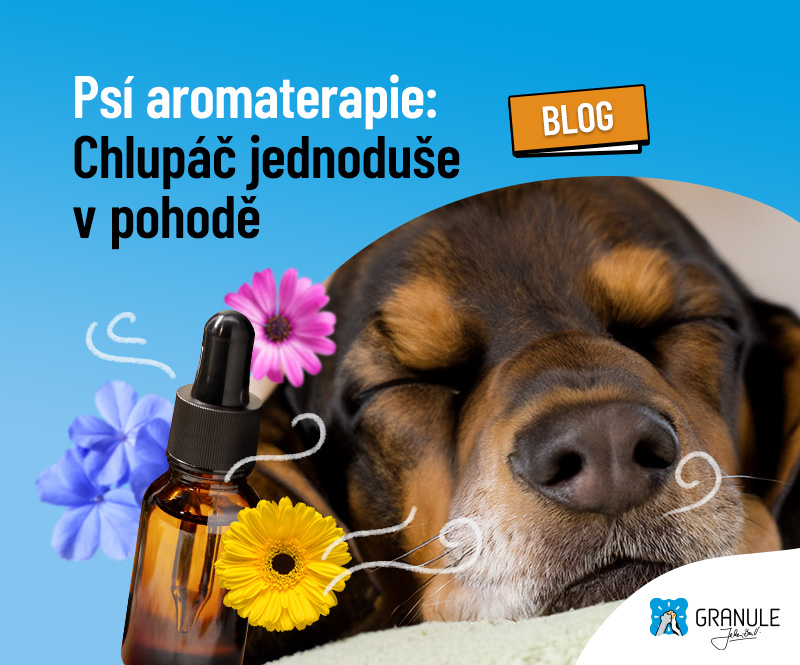 Aromaterapie pro psy: Jak hodit chlupáče do pohody bezpečně a účinně?