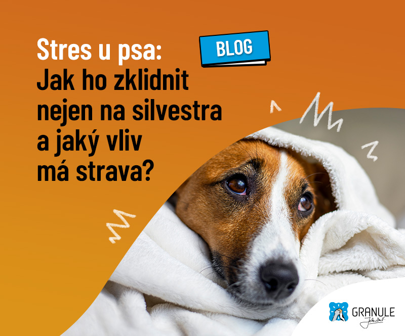 Stres u psa: Jak ho zklidnit nejen na silvestra a jaký vliv má strava