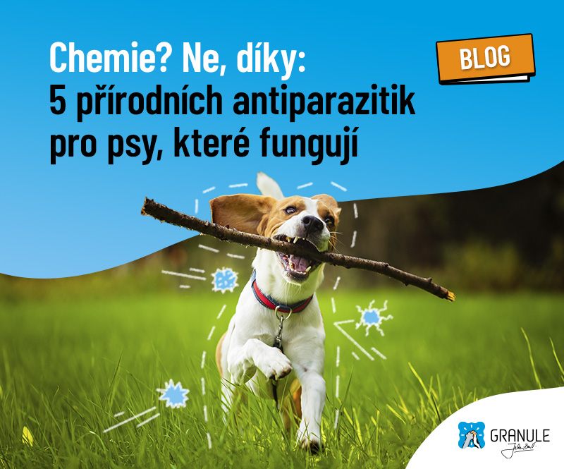 5 přírodních antiparazitik pro psy, které fungují